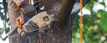 Best Organic Lawn Care Solutions  in Whitewater, CA