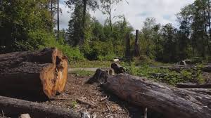 Reliable Whitewater, CA Tree Removal Solutions