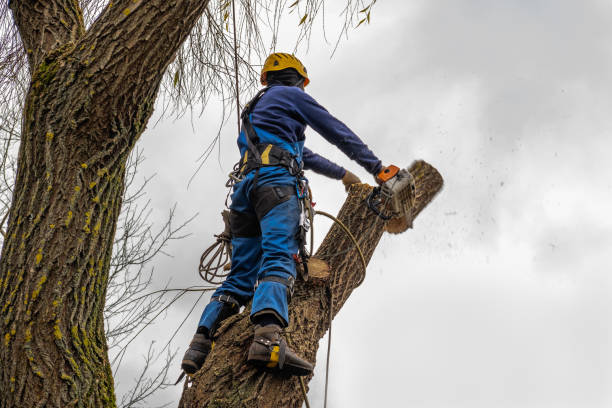 Lawn Pest Prevention in Whitewater, CA