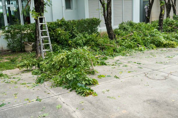 Best Lawn Mowing  in Whitewater, CA
