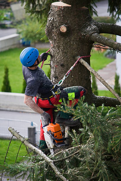 Lawn Renovation and Restoration in Whitewater, CA