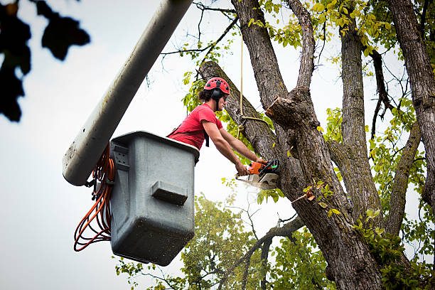 Best Storm Damage Tree Cleanup  in Whitewater, CA