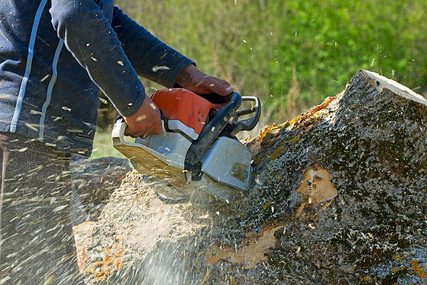Best Tree Cabling and Bracing  in Whitewater, CA